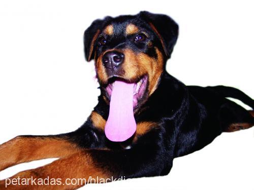 suzi Dişi Rottweiler