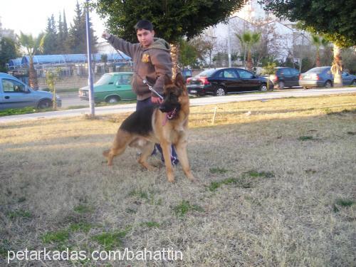 dorianvonakabey Erkek Alman Çoban Köpeği