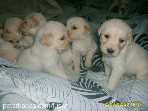 gofretiminbebek Erkek Golden Retriever