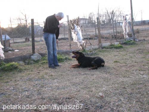 black Erkek Rottweiler