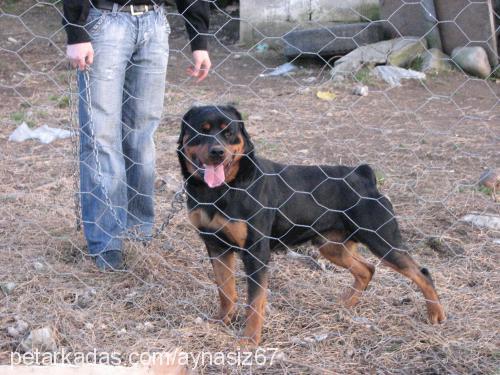 black Erkek Rottweiler