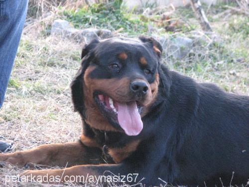 black Erkek Rottweiler