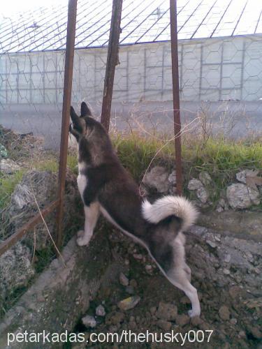 maya Dişi Sibirya Kurdu (Husky)