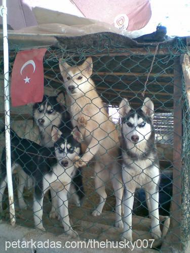 maya Dişi Sibirya Kurdu (Husky)