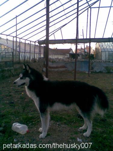 boncuk Dişi Sibirya Kurdu (Husky)