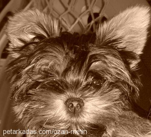 paris Dişi Yorkshire Terrier