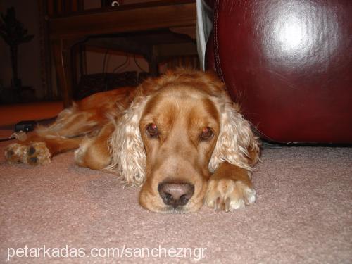 toro Erkek İngiliz Cocker Spaniel