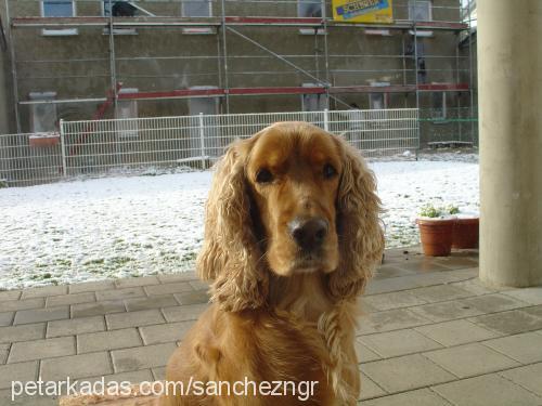 toro Erkek İngiliz Cocker Spaniel