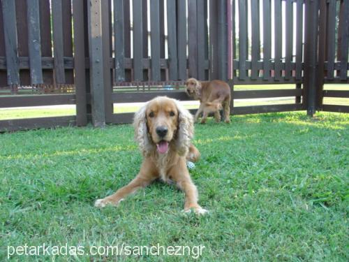 toro Erkek İngiliz Cocker Spaniel