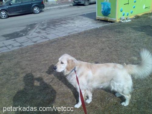 hera Dişi Golden Retriever