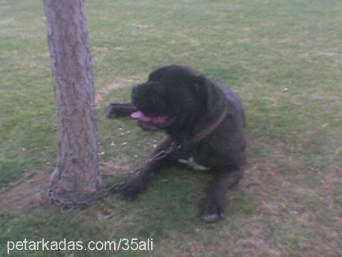 enci Dişi Mastiff