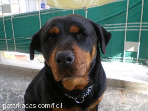 zeyna Dişi Rottweiler