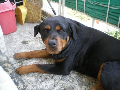 zeyna Dişi Rottweiler