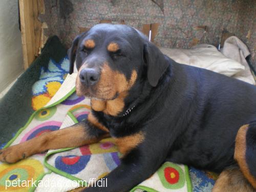 zeyna Dişi Rottweiler