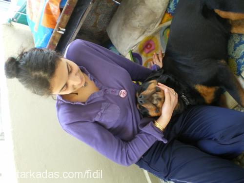 zeyna Dişi Rottweiler