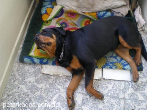 zeyna Dişi Rottweiler