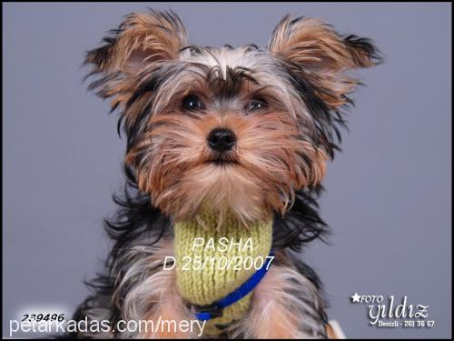 pasha Erkek Yorkshire Terrier