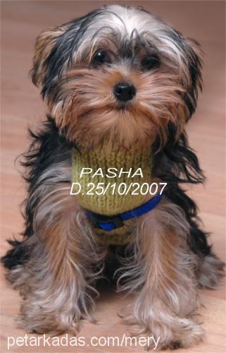 pasha Erkek Yorkshire Terrier