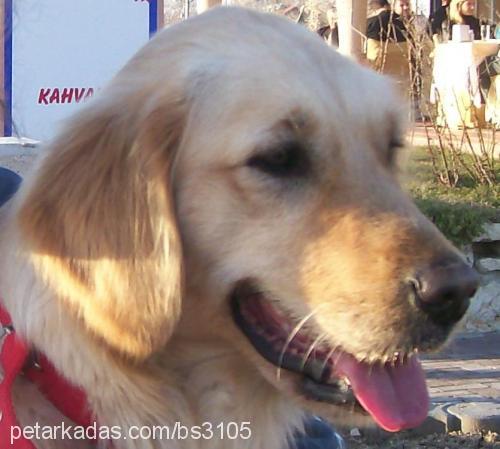 betty Dişi Golden Retriever