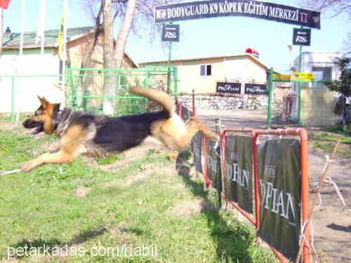 su Dişi Alman Çoban Köpeği