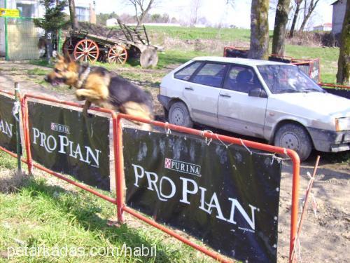 su Dişi Alman Çoban Köpeği