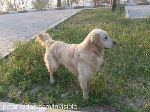 oğlum Erkek Golden Retriever