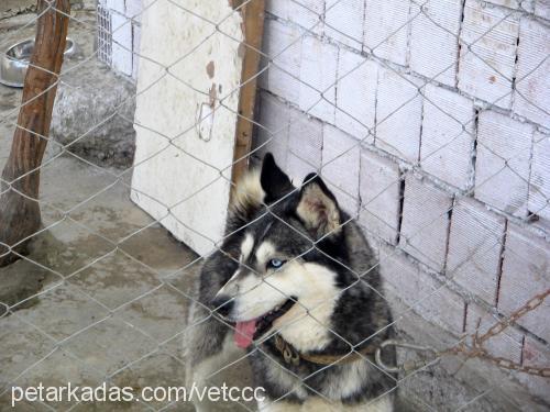 rus Dişi Sibirya Kurdu (Husky)