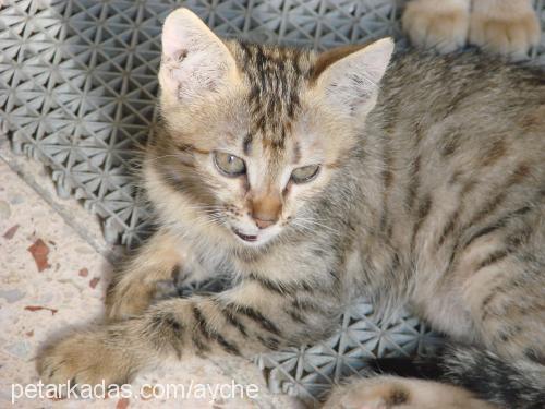 cazgır Dişi Tekir Kedi