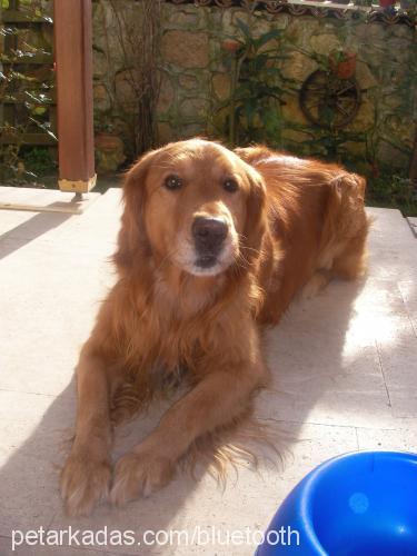 bulut Erkek Golden Retriever