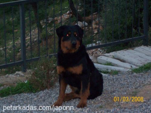 japon Erkek Rottweiler