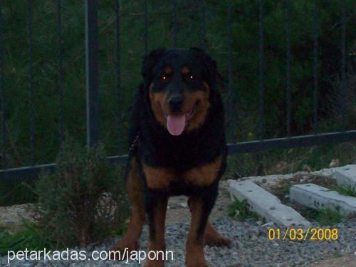 japon Erkek Rottweiler