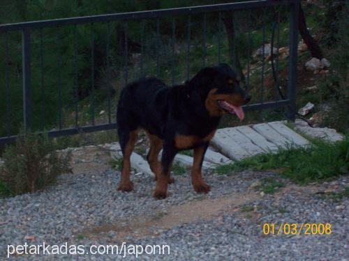 japon Erkek Rottweiler