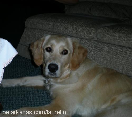 badem Dişi Golden Retriever