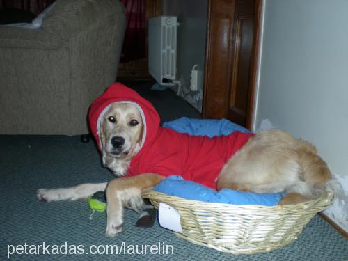 badem Dişi Golden Retriever