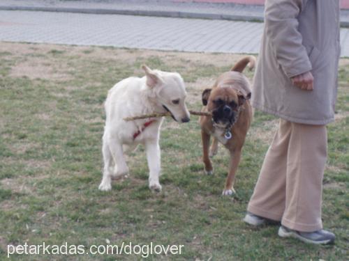 duman Erkek Boxer