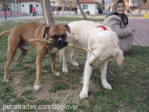 duman Erkek Boxer