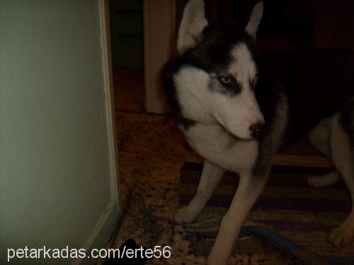 efes Dişi Sibirya Kurdu (Husky)