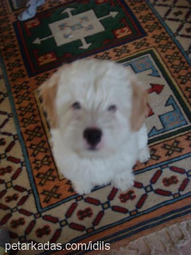 cookie Erkek Old English Sheepdog