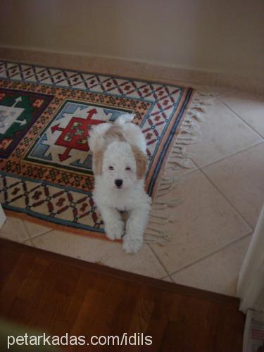 cookie Erkek Old English Sheepdog