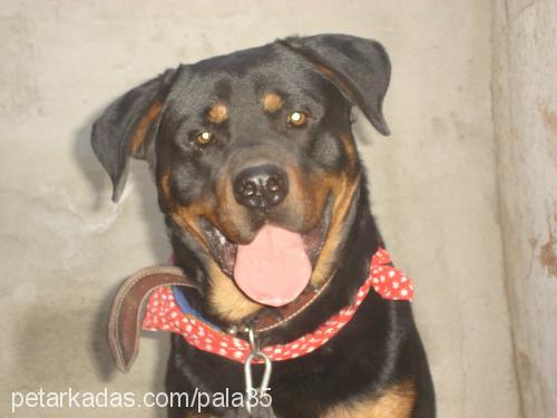 hector Erkek Rottweiler