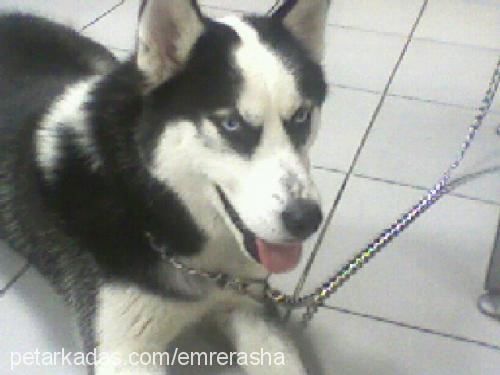 rasha Dişi Sibirya Kurdu (Husky)