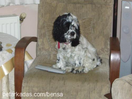 bensa Dişi Amerikan Cocker Spaniel