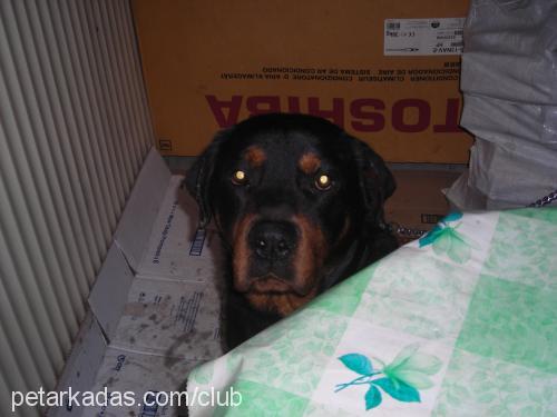 paşa Erkek Rottweiler