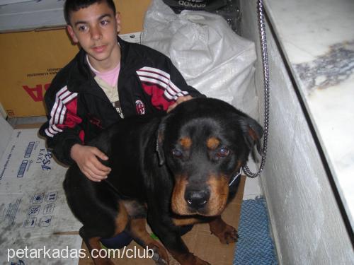 paşa Erkek Rottweiler