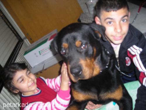 paşa Erkek Rottweiler