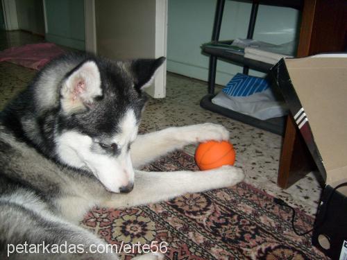 efes Dişi Sibirya Kurdu (Husky)