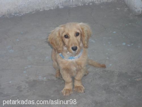 fİno Erkek Golden Retriever