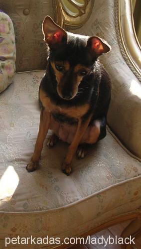 lady Dişi Minyatür Pinscher