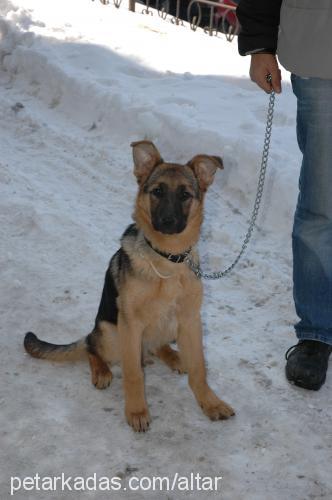 altar Erkek Alman Çoban Köpeği