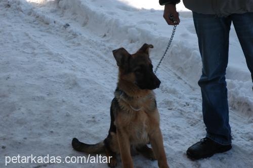 altar Erkek Alman Çoban Köpeği